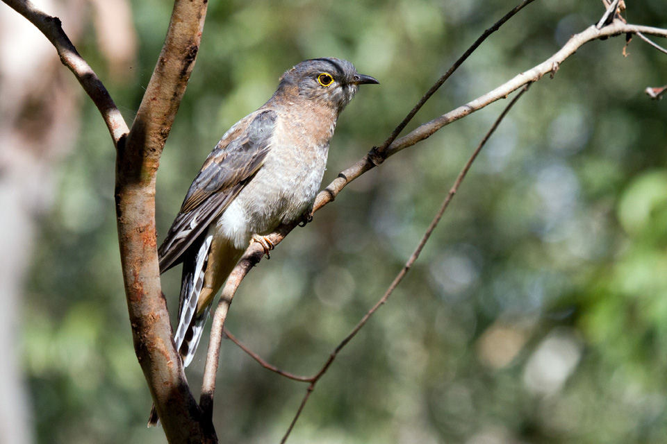 Fan-tailed Cuckoo (Cacomantis flabelliformis)